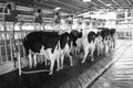 `Farm Chokchai ` Thailand Cow milking facility, Milking the cow with milking machine modern