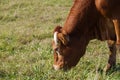 On the farm. Close-up on the head of a cow grazing in a pasture. Royalty Free Stock Photo