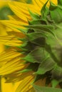 Farm closeup of the backside of a sunflower Royalty Free Stock Photo