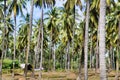 Farm. Coconut trees. Palawan Island. Royalty Free Stock Photo