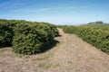 Farm coffee plantation in Brazil Royalty Free Stock Photo