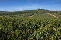 Farm coffee plantation in Brazil Royalty Free Stock Photo