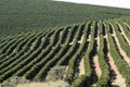 Farm coffee plantation in Brazil Royalty Free Stock Photo