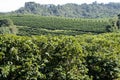 Farm coffee plantation in Brazil Royalty Free Stock Photo