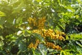 Farm coffee plantation in Brazil Royalty Free Stock Photo