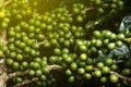 Farm coffee plantation in Brazil Royalty Free Stock Photo