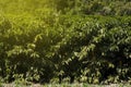 Farm coffee plantation in Brazil Royalty Free Stock Photo