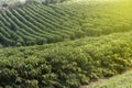 Farm coffee plantation in Brazil Royalty Free Stock Photo