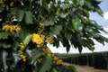 Farm coffee plantation in Brazil Royalty Free Stock Photo