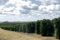 Farm coffee plantation in Brazil Royalty Free Stock Photo