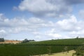 Farm coffee plantation in Brazil Royalty Free Stock Photo