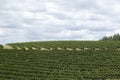 Farm coffee plantation in Brazil Royalty Free Stock Photo