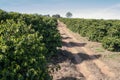 Farm coffee plantation in Brazil Royalty Free Stock Photo