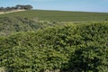 Farm coffee plantation in Brazil Royalty Free Stock Photo