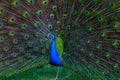 Majestic peacock on a farm