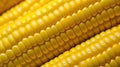 farm corn close up Royalty Free Stock Photo