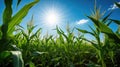 farm corn field sun Royalty Free Stock Photo