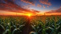 farm corn field sunset Royalty Free Stock Photo