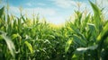 farm corn growing