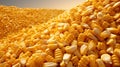 farm corn pile Royalty Free Stock Photo