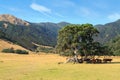 New Zealand cattle farm, midsummer. Cows shelter in the shade of a tree Royalty Free Stock Photo