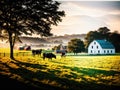A farm in the countryside with cows grazing in the field. Royalty Free Stock Photo