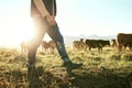 Farm, countryside and farmer with cow and field for agriculture, sustainability and farming in New Zealand. Livestock Royalty Free Stock Photo
