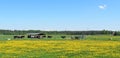 Cow animals in spring meadow, Lithuania Royalty Free Stock Photo