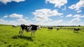 farm cow field Royalty Free Stock Photo