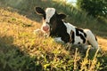 Farm cow grass pets love nature Royalty Free Stock Photo