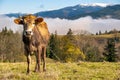 Farm cow grazing on alpine pasture meadow in summer mountains Royalty Free Stock Photo