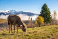 Farm cow grazing on alpine pasture meadow in summer mountains Royalty Free Stock Photo