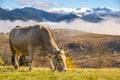 Farm cow grazing on alpine pasture meadow in summer mountains Royalty Free Stock Photo