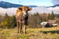 Farm cow grazing on alpine pasture meadow in summer mountains Royalty Free Stock Photo