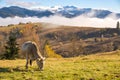 Farm cow grazing on alpine pasture meadow in summer mountains Royalty Free Stock Photo