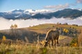 Farm cow grazing on alpine pasture meadow in summer mountains Royalty Free Stock Photo