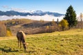 Farm cow grazing on alpine pasture meadow in summer mountains Royalty Free Stock Photo