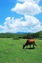 A farm cow on green grass forest in Hong Kong Tap Mun