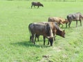 Farm cow pasture Royalty Free Stock Photo