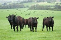 Farm cows Royalty Free Stock Photo