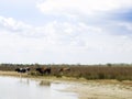 Farm cows in Danube Delta Royalty Free Stock Photo