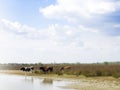 Farm cows in Danube Delta Royalty Free Stock Photo