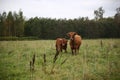 Farm cows Royalty Free Stock Photo