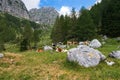 Farm cows graze on the green slopes of the mountains.. The concept of ecological and photo tourism