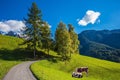 Farm cows grazing in the meadows Royalty Free Stock Photo