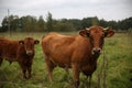 Farm cows Royalty Free Stock Photo