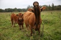 Farm cows Royalty Free Stock Photo