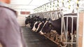 Farm for cows, milking milk, production of milk on a farm, cows and milk, animal, kine