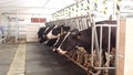 Farm for cows, milking milk, production of milk on a farm, cows and milk, kine, farming