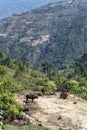 Farm with cows in the mountains in Bumthang, Eastern Bhutan Royalty Free Stock Photo